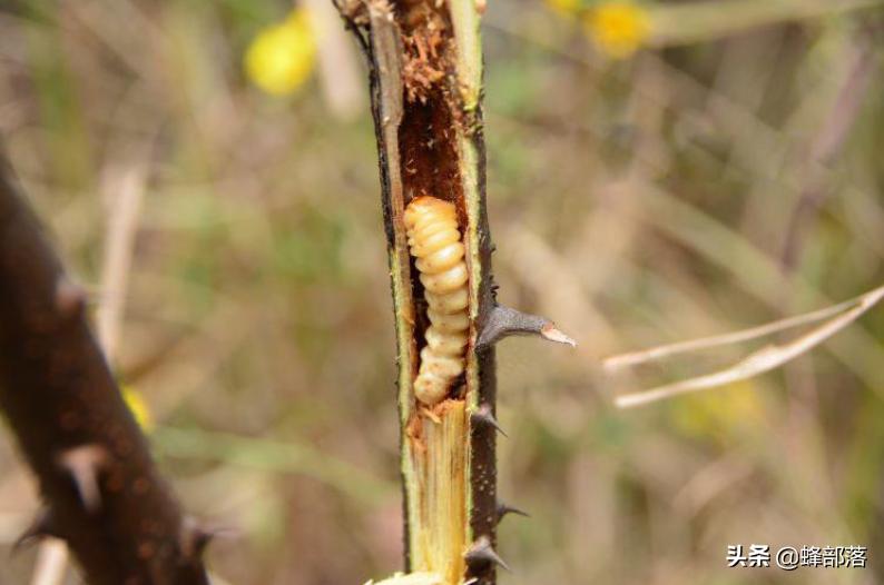农村人称“母狗刺”，枝干里却藏着真家伙，售价1斤8800元