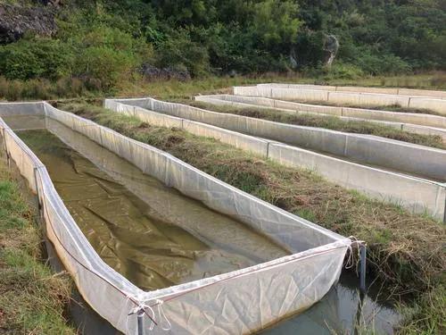 养殖水蛭的骗局有哪些手段,水蛭养殖真的很挣钱吗