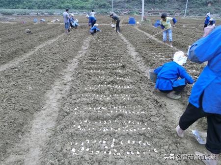 百合整株变黄是什么病,百合病的症状和表现图片