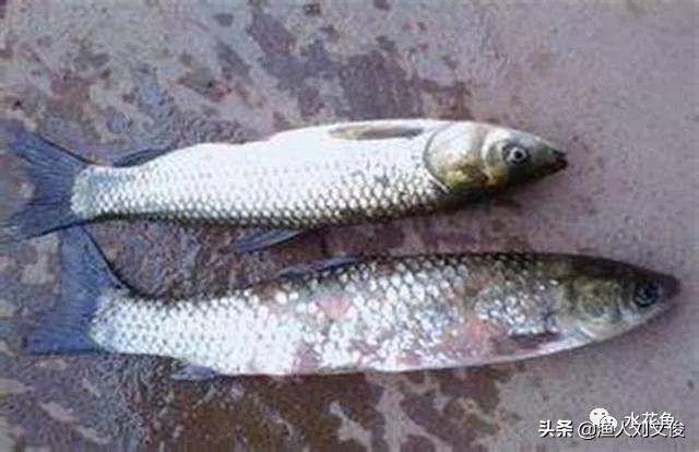 鱼体表粘液增多是怎么回事,鱼粘液起什么作用