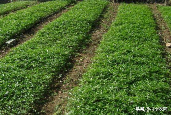 花椒种植的利润分析一亩成本多少,种植花椒行业前景如何呢