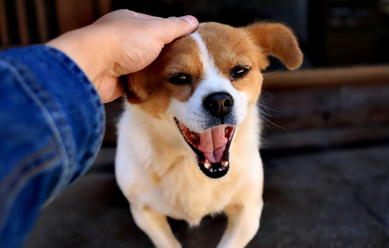 新手怎么解决狗狗乱拉乱尿的问题,怎么处理狗狗排泄问题