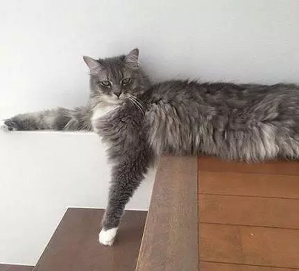 一只灵魂画手遇到猫,分享一组灵魂画手的作品