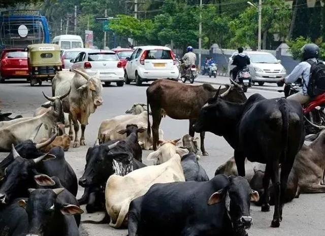 牛的天堂完整视频,牛的天堂印度