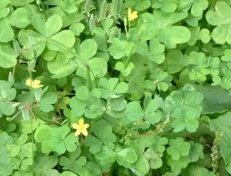 教你认识那些路边的野生中草药,如何识别路边的野生中草药