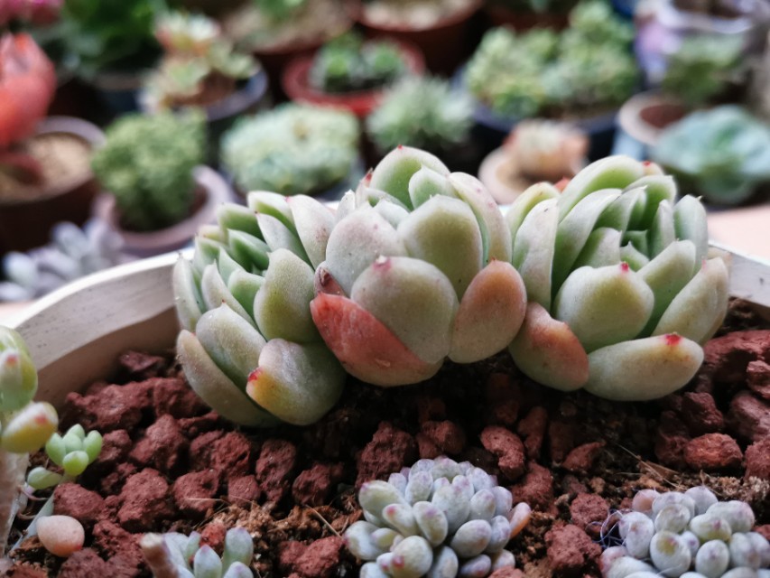 又美又好养还爱爆盆的多肉品种,什么品种的多肉好看又好养