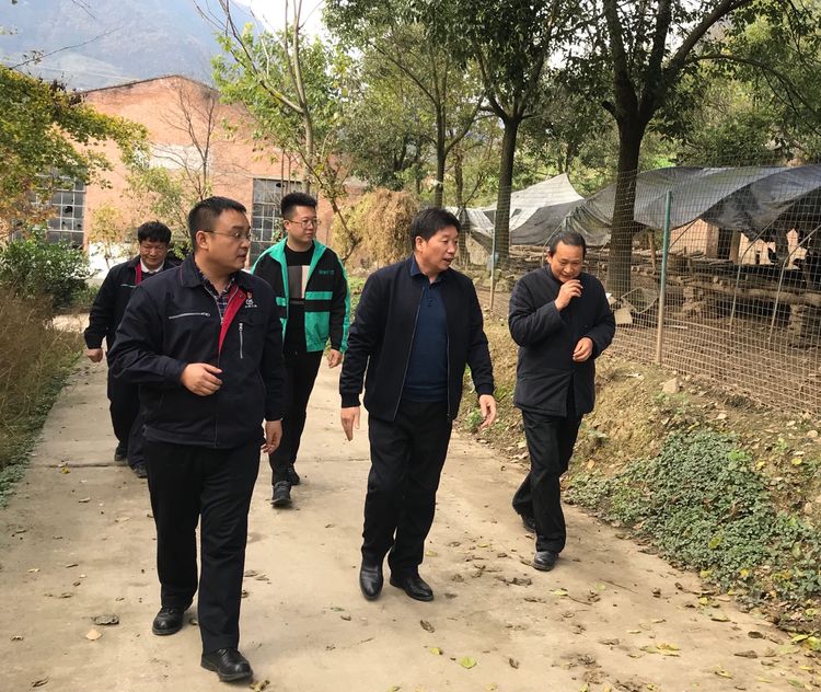 略阳乌鸡养殖历史,秦岭深山略阳乌鸡