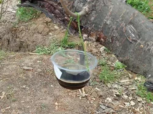 桃树病虫害防治与用药,桃树病虫害防治全年用药