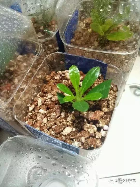 塑料瓶扔了就是扔钱！用来养花就是宝贝，看到了快捡！