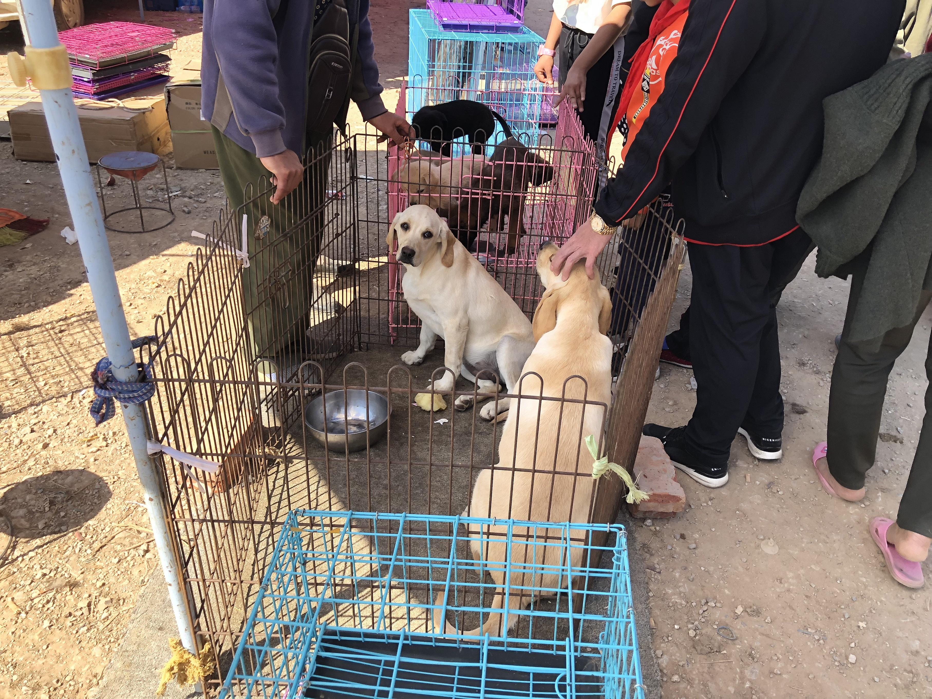 拉布拉多犬多少钱一只100元,拉布拉多成年狗市场价能值多少钱