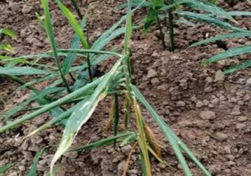 大姜黄叶怎么解决,大姜干尖黄叶