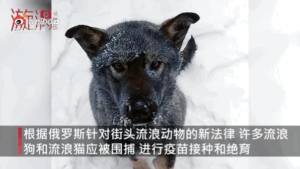 零下32度的狗被冻成冰疙瘩,八只狗狗零下50度严寒