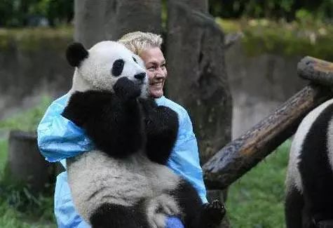 外国为什么喜欢熊猫,你不知道外国人有多喜欢中国美食