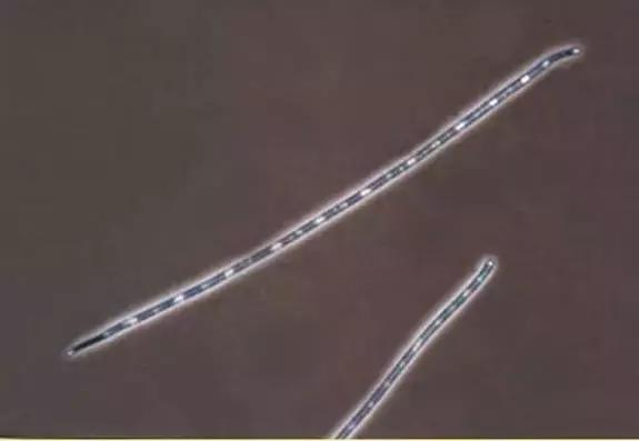 水产养殖业藻类的生命周期,水产养殖常见藻类植物