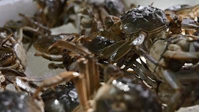 秦皇岛海浪花天桥海鲜批发市场,秦皇岛海浪花批发市场在哪