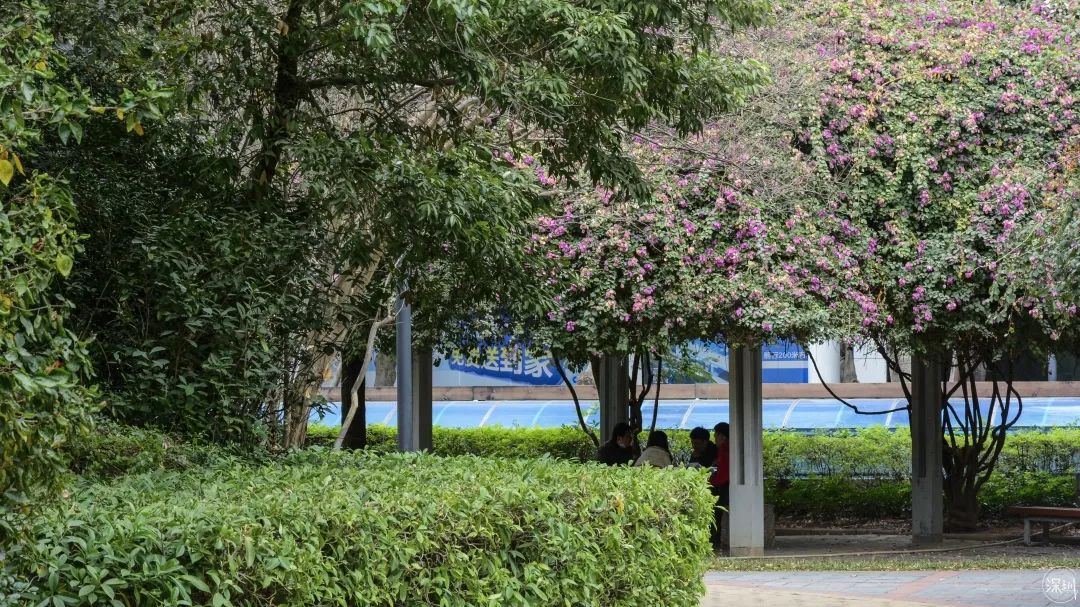 华侨城有钱吗,华侨城的房子适合居住吗