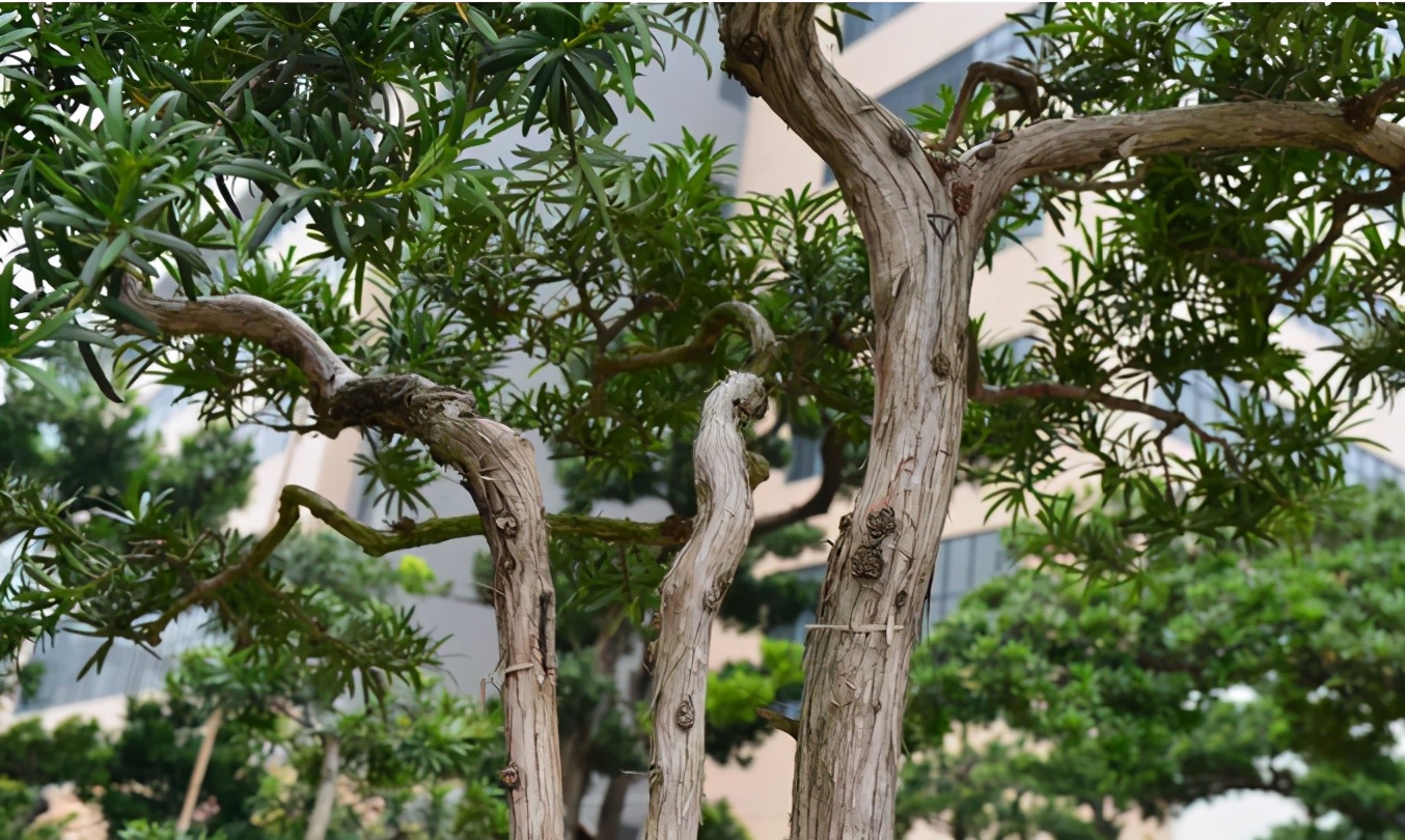 罗汉鱼常见品种,罗汉鱼十大品种排名