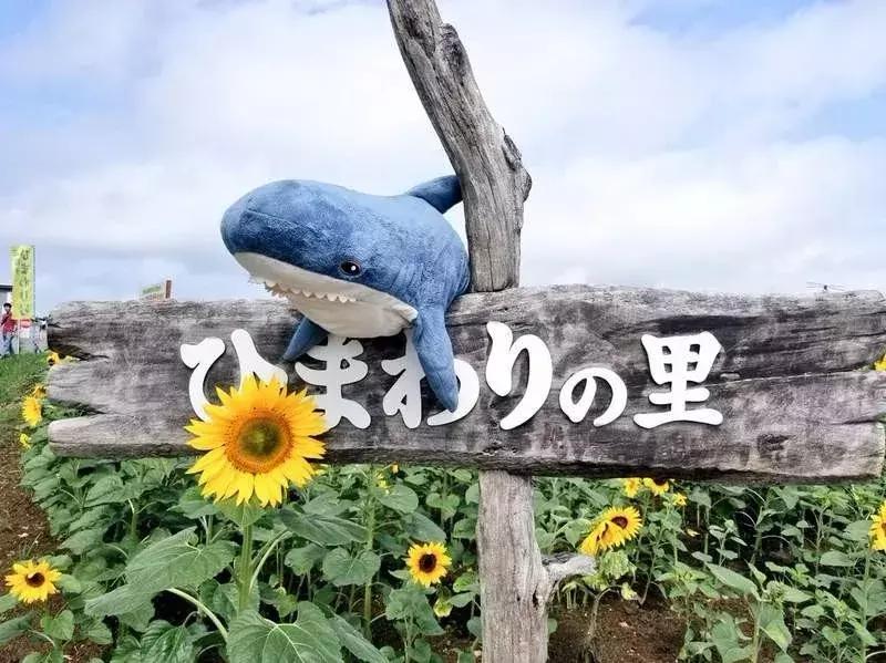 日推网友分享：被幸福饲养的鲨鱼宝宝，每一张都戳中萌点