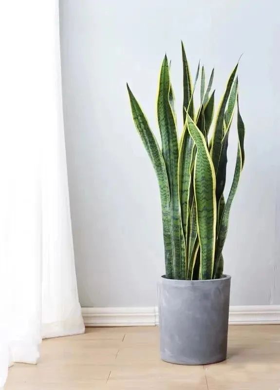 装饰高级感家里绿植推荐,室内装饰花卉及盆景植物