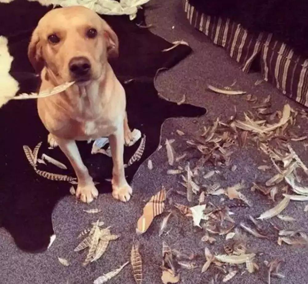 狗狗随地大小便如何惩罚,狗狗尿错了怎么惩罚它