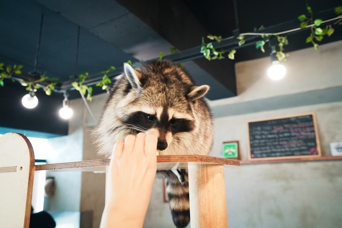 新手怎么逛免税店攻略,50家免税店最划算攻略在此