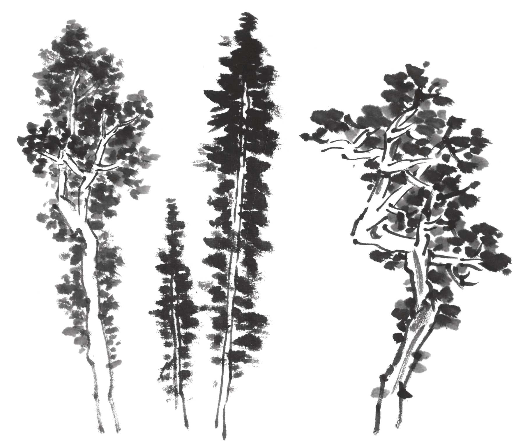 树画简单初学者教程,树画不好看了怎么改