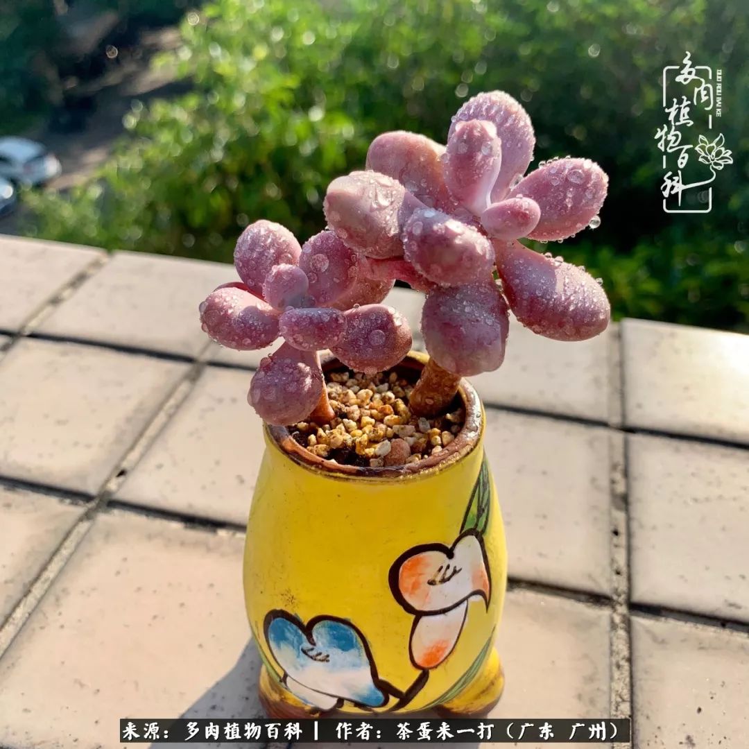 在冬日阳光下，记一个多肉小白的养肉历程