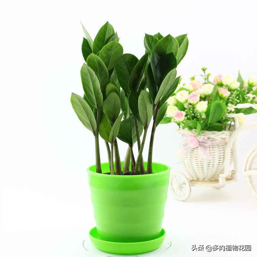 金钱树怎么才能养得又粗又壮,养护金钱树秋季使用什么肥料