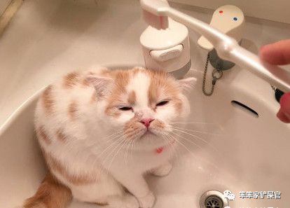 猫咪牙齿发炎最好的方法,猫咪牙齿有哪些问题