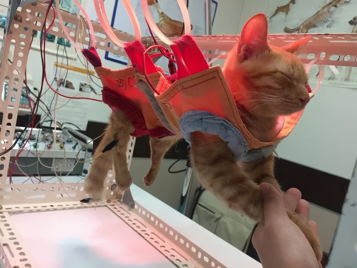 瘫痪猫怎么人工帮助排泄,瘫痪猫咪怎么护理