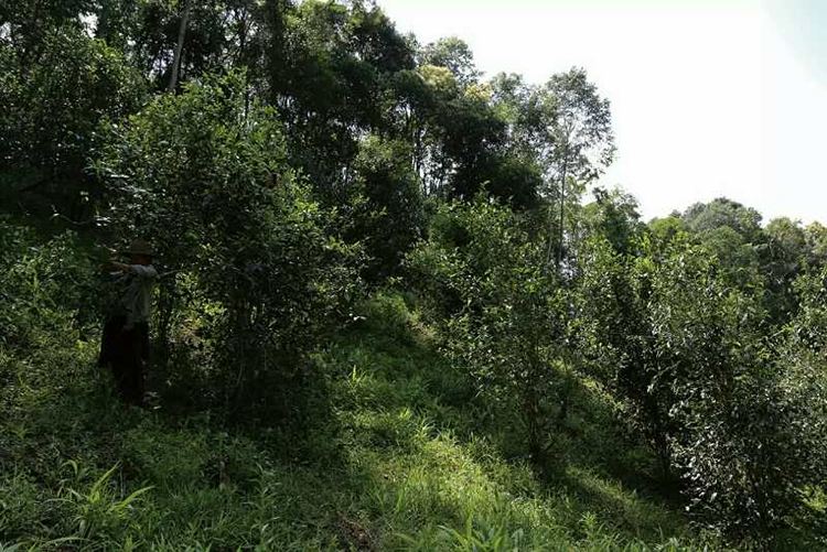 云南普洱茶区六大茶区,普洱茶茶区详细分布图