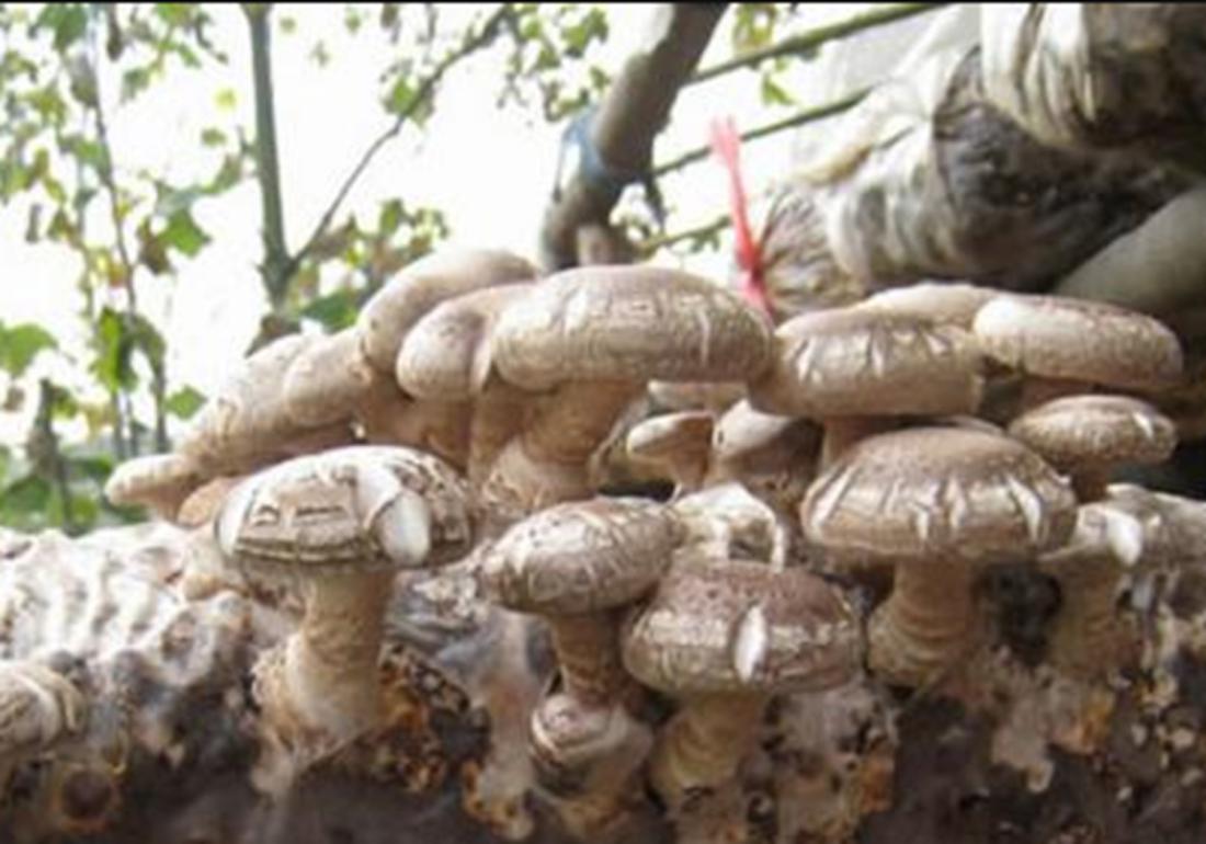 香菇种植怎么预防霉菌,香菇杂菌防治小妙招