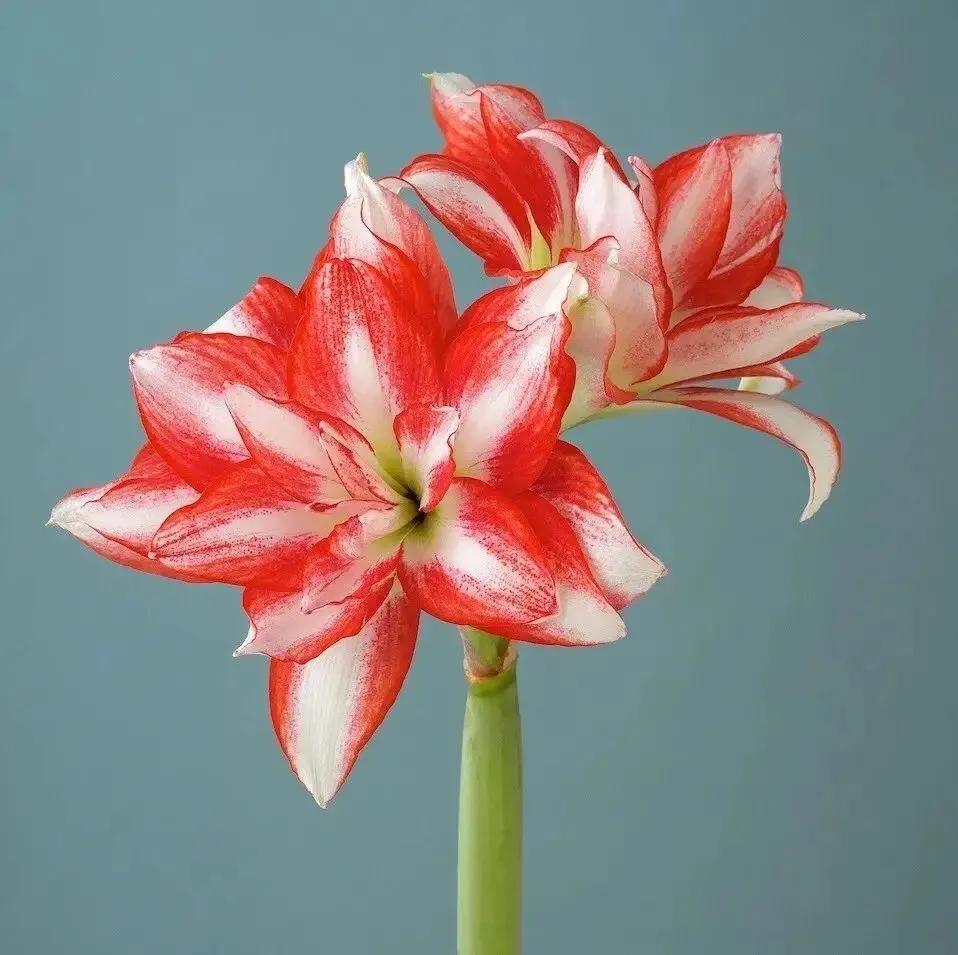 老北京歇后语俏皮话,老北京歇后语视频