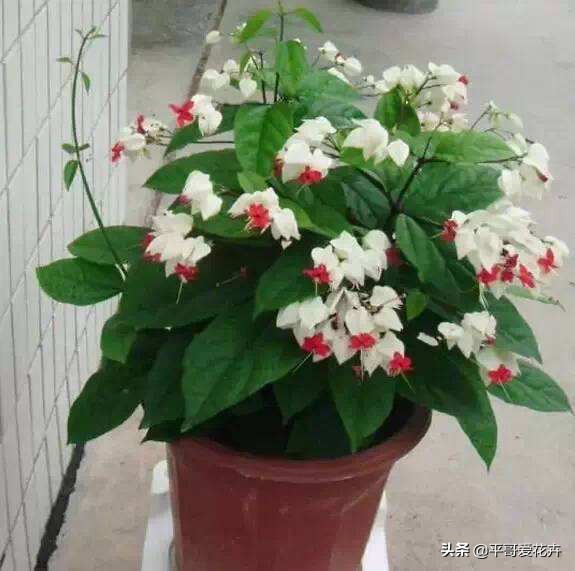 植物发生永久萎蔫用什么方法,植物高温叶子萎蔫怎么回事