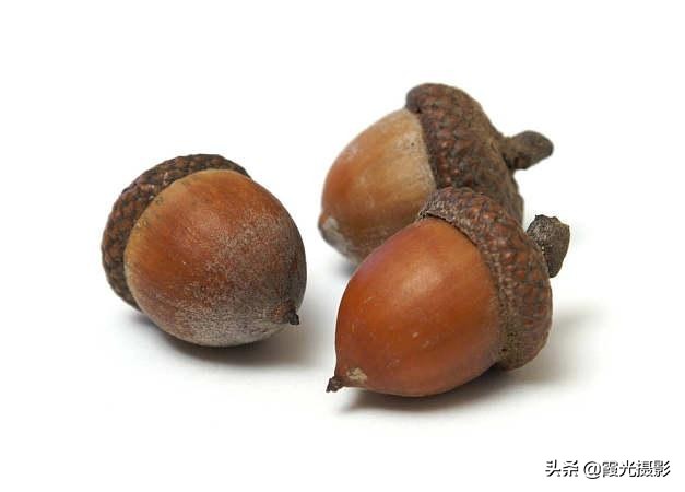 松鼠最爱吃什么橡子果,松鼠最爱的橡果