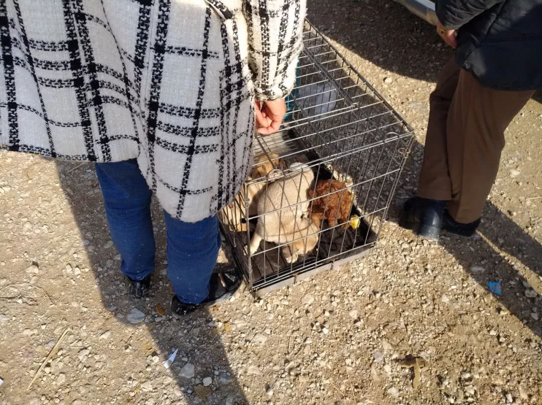 寿光巴哥犬哈巴狗幼犬出售,巴哥犬卖多少钱