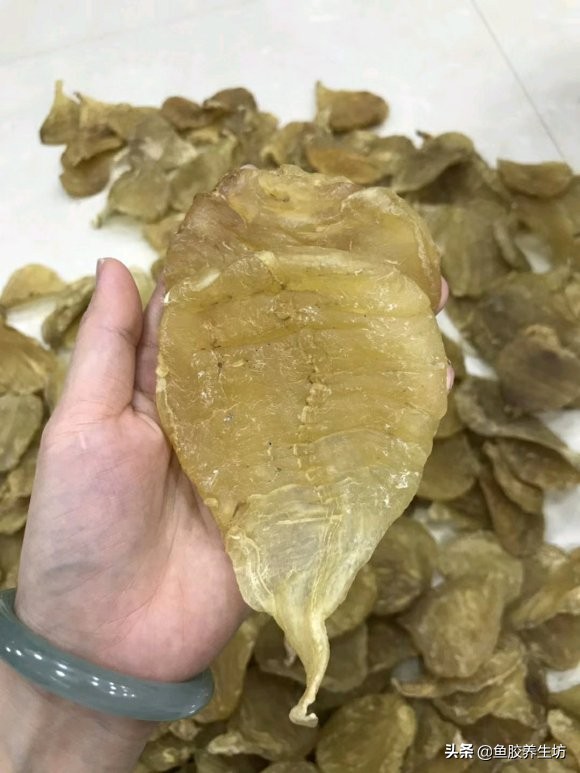 鱼胶知识书籍,鱼胶的知识抖音视频