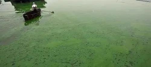 怎么防治蓝藻最好,微生物治蓝藻效果怎么样