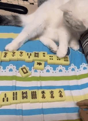 猫为什么喜欢屁股对着主人,猫对着人撅屁股是怎么回事