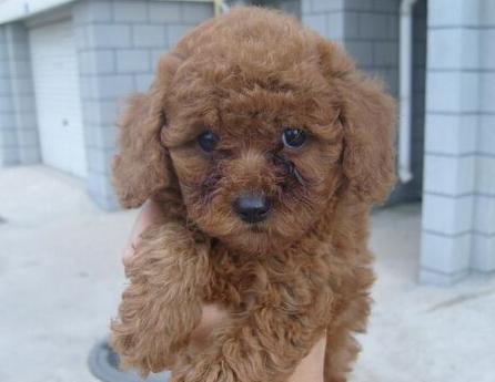 泰迪犬流泪怎么解决,泰迪会哭怎么回事