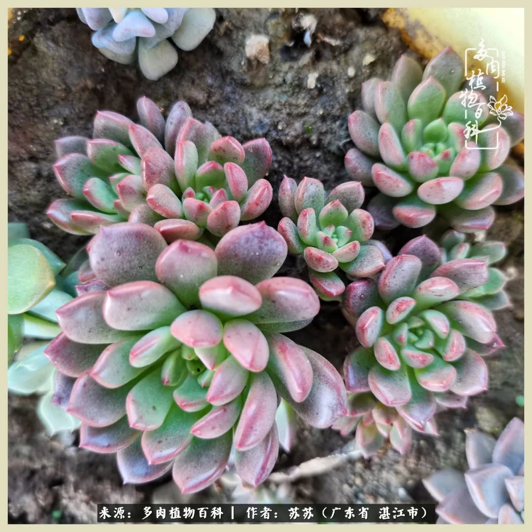 不要辜负与多肉的美好时光,多肉可以给人岁月静好的感觉