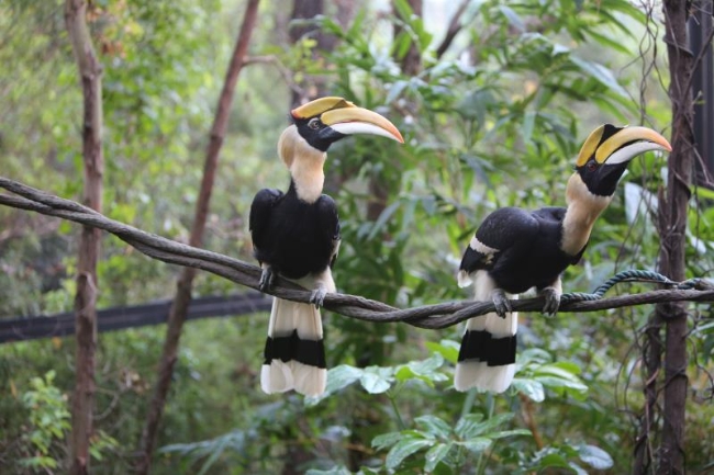 双角犀鸟的爱情,双角犀鸟恋爱