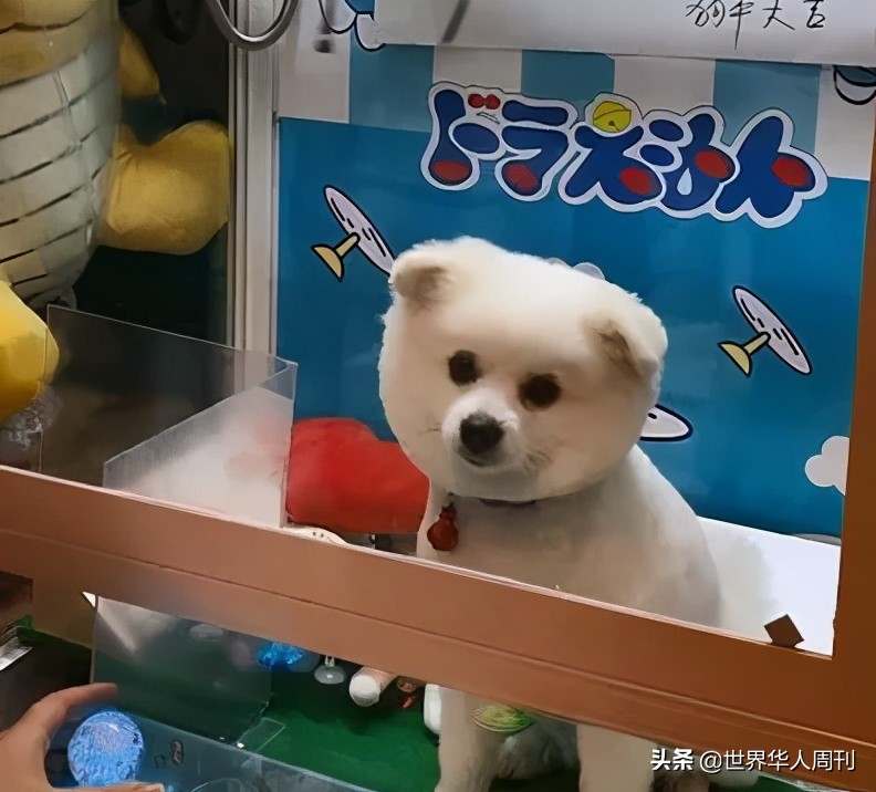 宠物生命当“惊喜”：鲜血淋漓的活体盲盒，成了当代年轻人的新宠