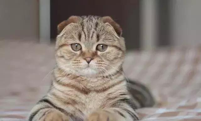 养哪个宠物比较划算又好养,适合新手养的宠物多少钱