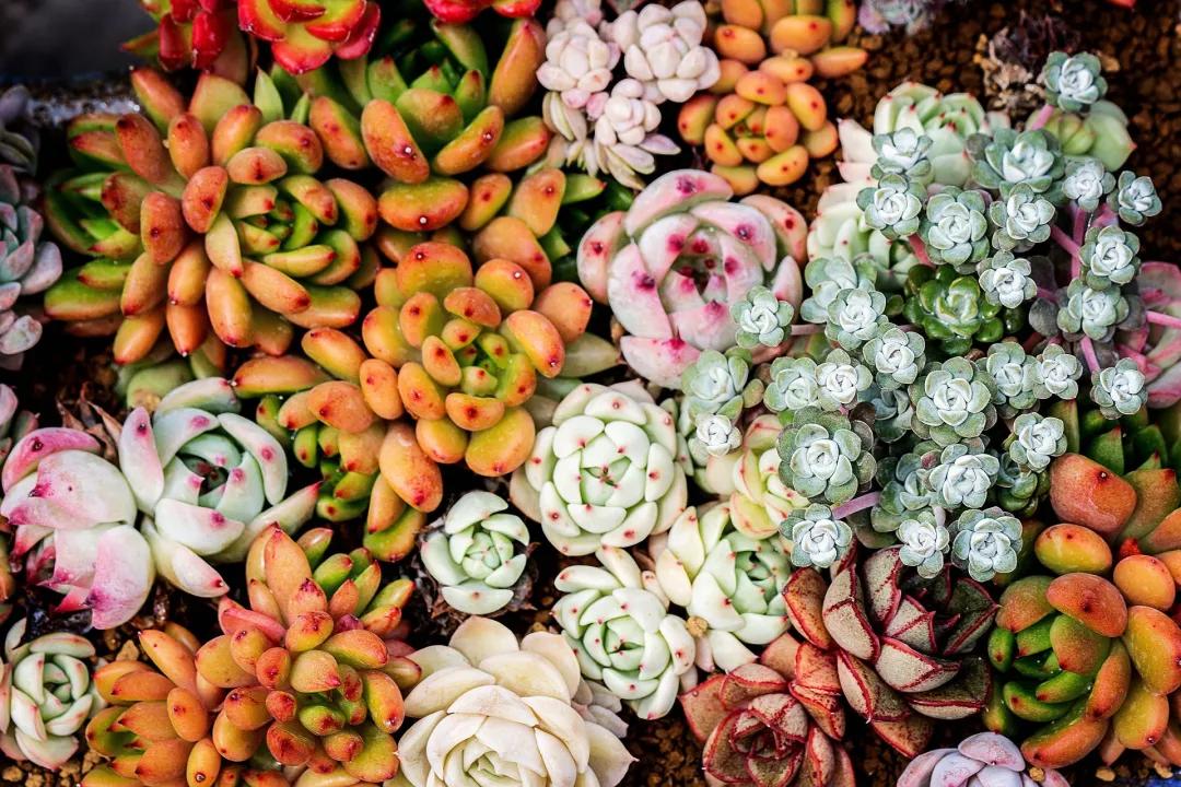 多肉种子保存方法,多肉种子怎么存放