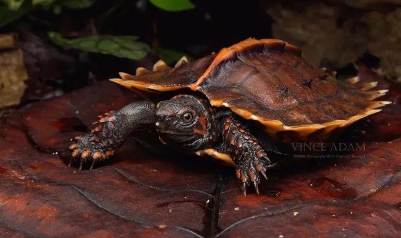 三养养殖,三养操作流程