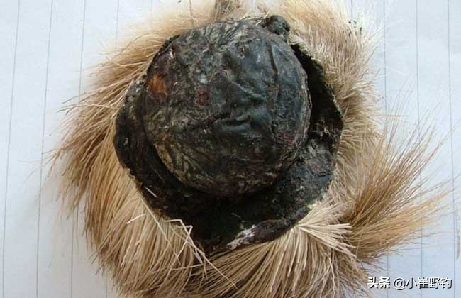 钓鱼用真正的麝香,麝香如何用来钓鱼