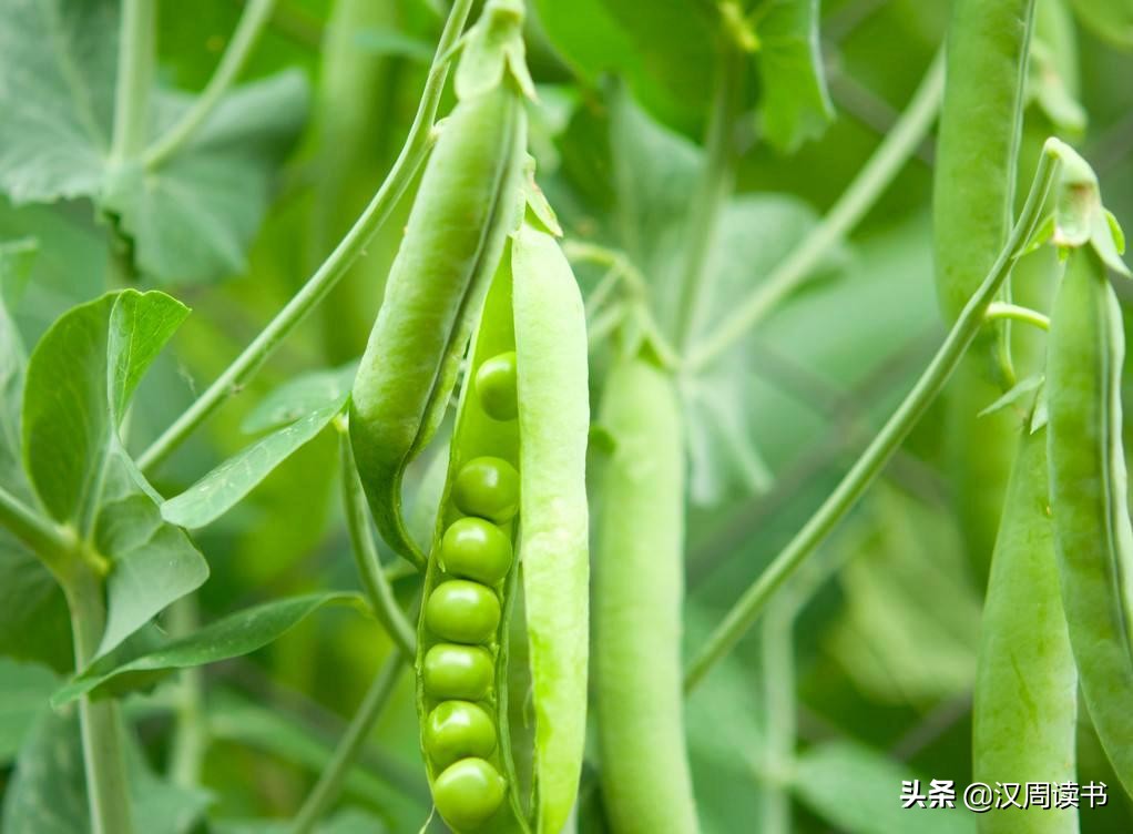 历史冷知识:土耳其Turkey没有火鸡turkey,荷兰也没有荷兰豆……