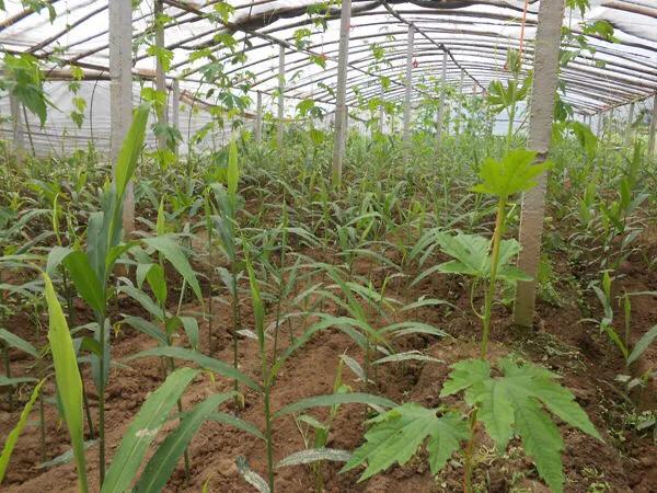 大棚生姜超过多少度会烤苗,生姜在小拱棚内没出芽时怎样保温