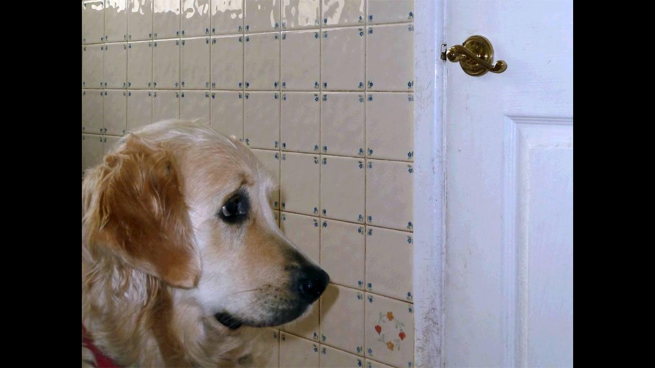 疯狂的爱狗人士,爱狗人士疯狂